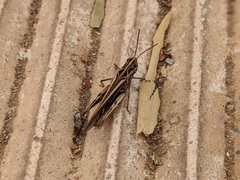 Chorthippus maritimus