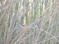 Hirundo albigularis