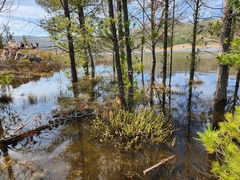 Sorocephalus lanatus