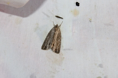 Acronicta lithospila
