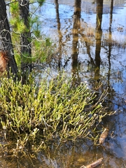 Sorocephalus lanatus