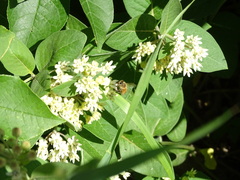 Asclepias ovalifolia