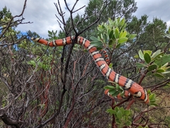 Lampropeltis knoblochi