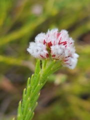 Sorocephalus lanatus