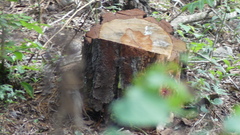 Pinus