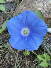 Ipomoea hederacea