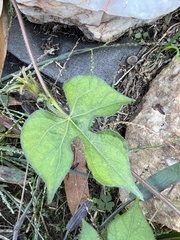 Ipomoea hederacea