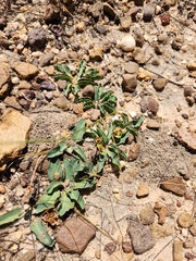 Euphorbia tuberosa