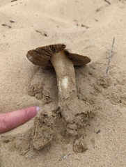Inocybe serotina
