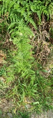 Pteridium aquilinum capense