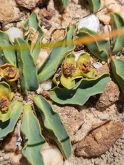 Euphorbia tuberosa