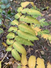 Sorbaria sorbifolia