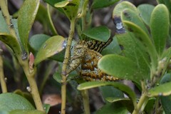 Epelis truncataria