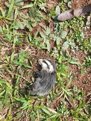 Didelphis albiventris