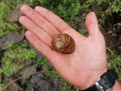 Natalina cafra cafra