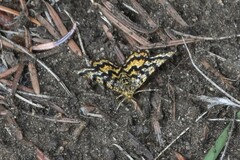Epelis truncataria