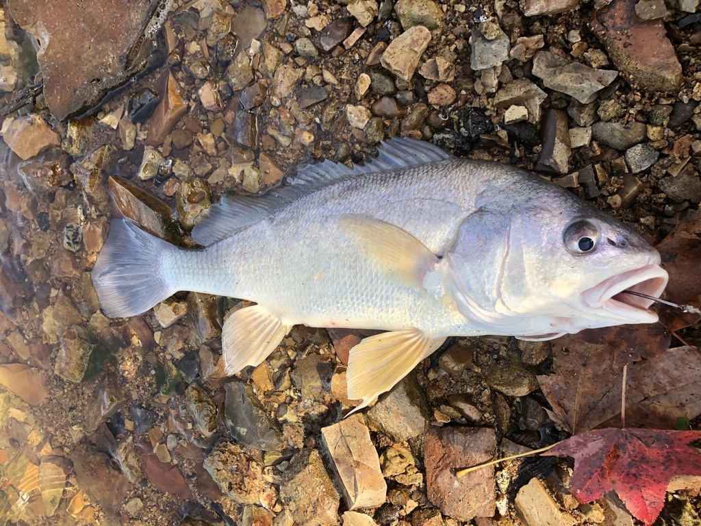 Freshwater Drum from Kentucky Lake, Waverly, TN, US on October 15, 2022