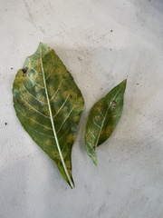 Coleosporium elephantopodis