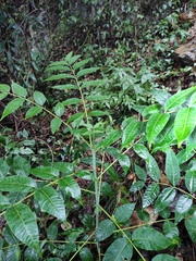 Toona ciliata