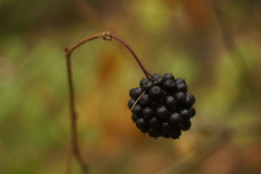 Eleutherococcus senticosus