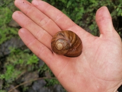 Natalina cafra cafra