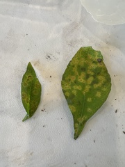 Coleosporium elephantopodis