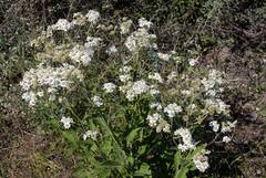 Verbesina microptera