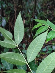 Toona ciliata