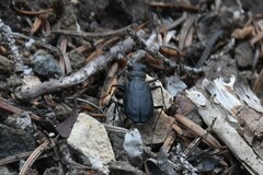 Cicindela longilabris