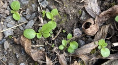 Veronica officinalis