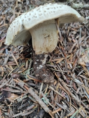 Tricholoma boudieri