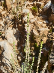 Lamiaceae