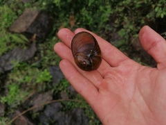 Natalina cafra cafra