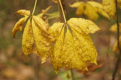 Eleutherococcus senticosus