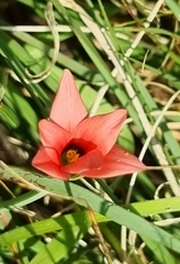 Romulea hirsuta
