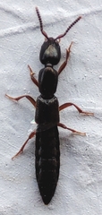 Staphylinidae
