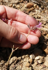 Pelargonium reflexipetalum