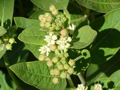 Asclepias ovalifolia