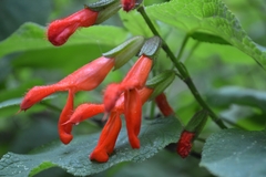 Salvia fulgens