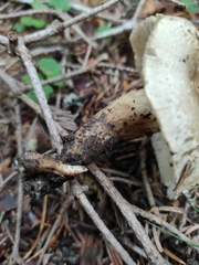 Tricholoma boudieri