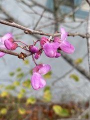 Cercis occidentalis