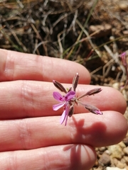 Pelargonium reflexipetalum