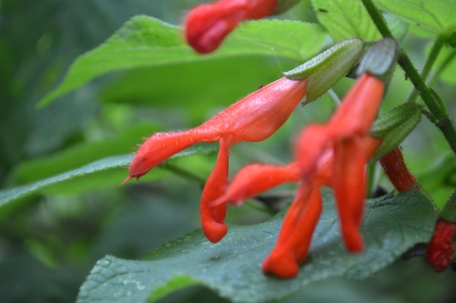 Cardinal Sage | Native Nature