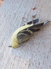 Spinus psaltria