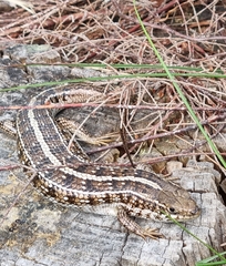 Trachylepis capensis