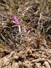 Pelargonium reflexipetalum