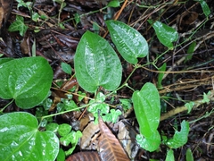 Smilax riparia