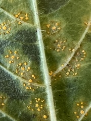 Coleosporium elephantopodis