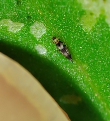 Neohydatothrips samayunkur