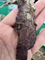 Phlebiopsis crassa